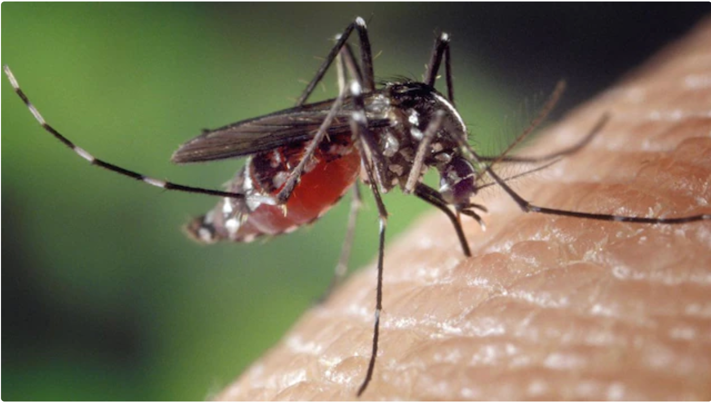 mosquito